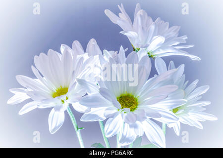 Les marguerites blanches avec centre jaune sur fond bleu Banque D'Images