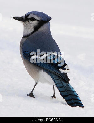 Oiseau Geai bleu se déplacer dans la neige affichant son plumage bleu dans son environnement et de l'environnement. Banque D'Images