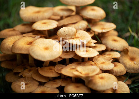 Champignon de miel (Armillaria mellea) croissant Hyattsville, Maryland. Banque D'Images