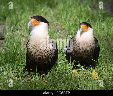 Oiseau Caracara de profiter du soleil. Banque D'Images