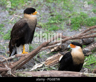 Oiseau Caracara de profiter du soleil. Banque D'Images