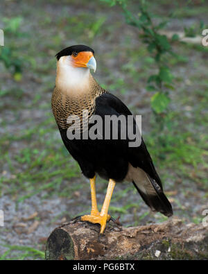 Oiseau Caracara de profiter du soleil. Banque D'Images