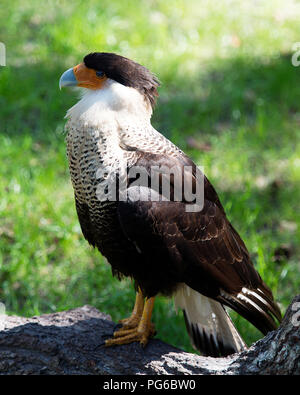 Oiseau Caracara de profiter du soleil. Banque D'Images