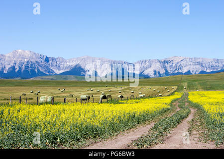 Vue sur les Rocheuses canadiennes et jaune champ de canola en fleurs sur la Cowboy Trail près de Lundbreck, Alberta, Canada. Banque D'Images