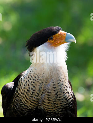 Oiseau Caracara de profiter du soleil. Banque D'Images