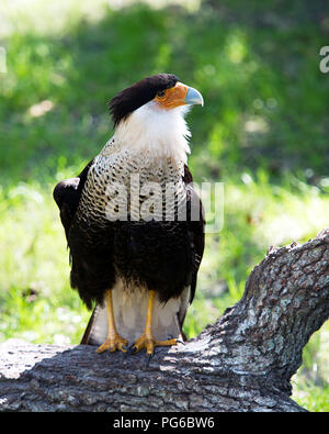 Oiseau Caracara de profiter du soleil. Banque D'Images