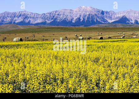 Vue sur les Rocheuses canadiennes et jaune champ de canola en fleurs sur la Cowboy Trail près de Lundbreck, Alberta, Canada. Banque D'Images