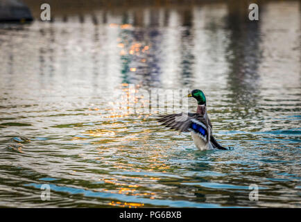 Canard colvert mâle dans l'eau les ailes battantes Banque D'Images