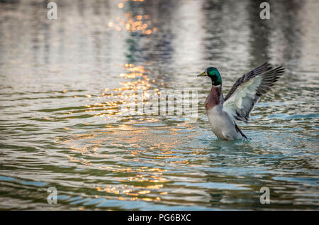 Canard colvert mâle dans l'eau les ailes battantes Banque D'Images