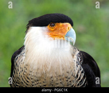 Oiseau Caracara de profiter du soleil. Banque D'Images