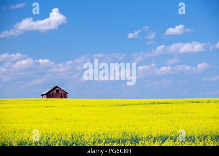 Une grange rouge dans un carton jaune de canola feild en fleurs avec ciel bleu et nuages moelleux dans les prairies canadiennes en Alberta, Canada. Banque D'Images