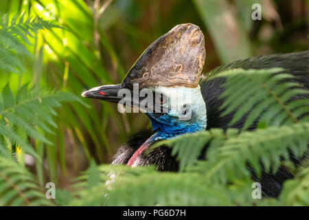 Le sud de Cassowary dans le feuillage, Australian grand et dangereux d'oiseaux Banque D'Images