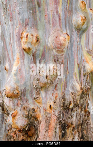 Close up en couleurs de ce tronc de l'arbre d'Eucalyptus Arc-en-ciel. Banque D'Images