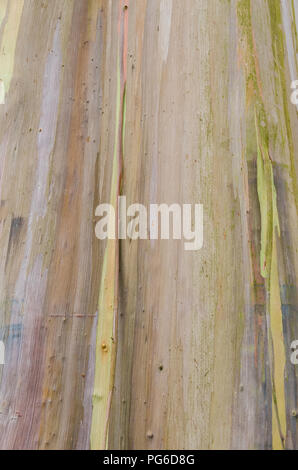 Close up en couleurs de ce tronc de l'arbre d'Eucalyptus Arc-en-ciel. Banque D'Images