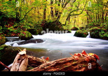 Cours d'eau qui coule à travers la forêt d'automne avec les feuilles tombées sur un sentier de randonnée à Oirase Towada Kamaishi Parc National, d'Aomori, Japon Banque D'Images