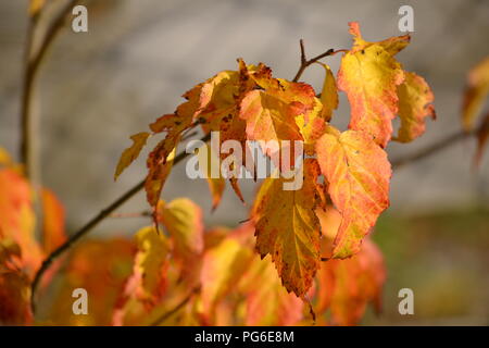 Acer ginnala automne Banque D'Images