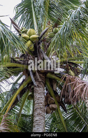 Vue rapprochée du palmier à noix de coco Banque D'Images