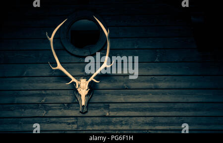 Crâne et bois d'un cerf Banque D'Images