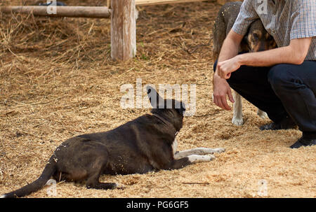 Jeune agriculteur assis sur la sciure serrant un de ses grands chiens de berger pendant qu'un autre chien est à proximité de repos Banque D'Images