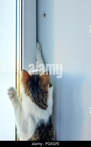 Chat blanc agile avec un noir et rayures brunes tente de prendre des gros moustique sur le rebord de la fenêtre près de Banque D'Images