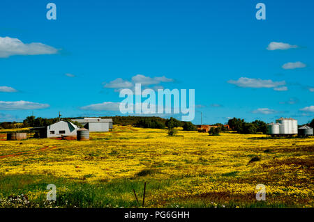 Fleurs jaune dans le milieu de l'Ouest - l'ouest de l'Australie Banque D'Images