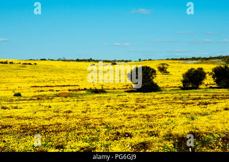 Fleurs jaune dans le milieu de l'Ouest - l'ouest de l'Australie Banque D'Images