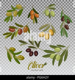 Ensemble de l'huile d'olive branches isolées avec des baies pour la nourriture végétarienne ou végétalienne de la nutrition, de l'eco peinture. Berry sain grecs ou italiens de feuillage. La récolte et l'agriculture, l'alimentation, de l'ingrédient thème jardin arbre Illustration de Vecteur