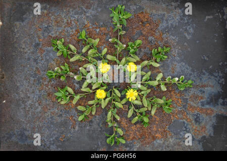Mandala végétale naturelle mise à plat a fait l'arrangement de fleurs et de feuilles. Mandala zen style bohème, décoration murale, art, arabesque, d'accueil et de yoga meditatio Banque D'Images