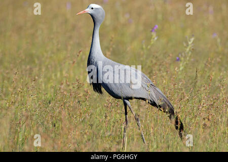 Une espèce en voie de grue (Anthropoides paradisea) Balade dans les prairies, Afrique du Sud Banque D'Images