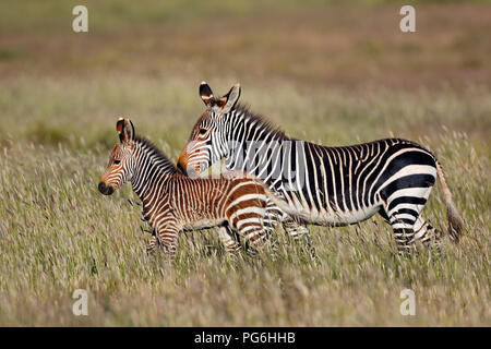 Zèbre de montagne du cap (Equus zebra) mare avec poulain, Mountain Zebra National Park, Afrique du Sud Banque D'Images