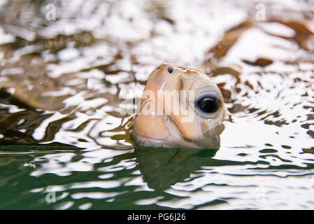 Close up horizontale d'une rare tortue verte albinos au Sri Lanka. Banque D'Images