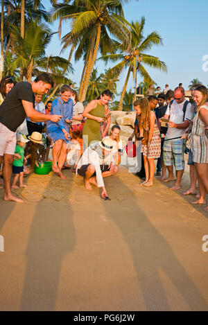 Vue verticale de touristes aidant à libérer les bébés tortues retour à l'état sauvage au Sri Lanka. Banque D'Images