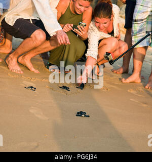 Square close up de touristes aidant à libérer les bébés tortues retour à l'état sauvage au Sri Lanka. Banque D'Images