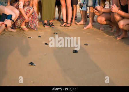 Vue horizontale de l'être libéré des bébés tortues retour à l'état sauvage au Sri Lanka. Banque D'Images