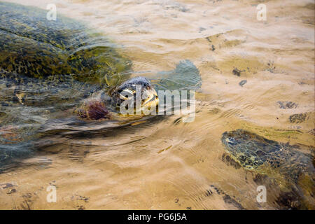 Close up horizontale de tortues vertes natation en eau peu profonde à la plage au Sri Lanka. Banque D'Images