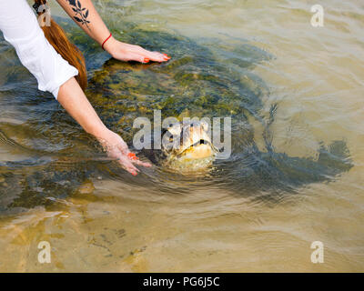 Close up horizontale d'une tortue verte d'être caressé en eau peu profonde au Sri Lanka. Banque D'Images