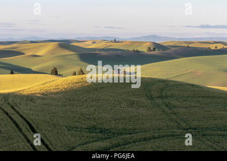 Les terres agricoles et les cultures dans la région de Washington Pullman Palouse Banque D'Images