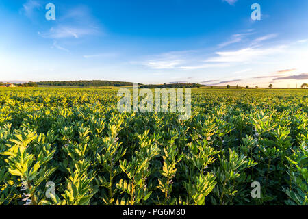 Royaume-uni, Ecosse, East Lothian, champ de fèves/Fèves (Vicia faba), le coucher du soleil. Banque D'Images