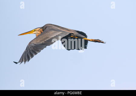 Héron pourpré (Ardea purpurea), voler, Bade-Wurtemberg, Allemagne Banque D'Images