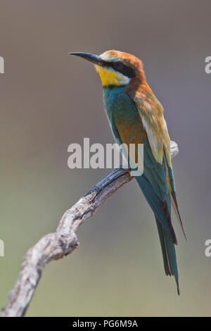 Guêpier (Merops apiaster), est assis sur une branche, Rhénanie-Palatinat, Allemagne Banque D'Images