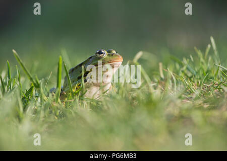 La grenouille verte (Rana esculenta), est assis dans l'herbe, Basse-Saxe, Allemagne Banque D'Images