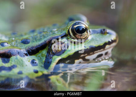 La grenouille verte (Rana esculenta) dans l'eau, animal portrait, Basse-Saxe, Allemagne Banque D'Images