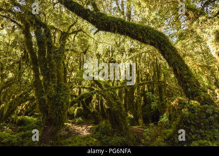 El Bosque Encantado, enchantés ou ensorcelés, forêt forêt tropicale avec de la mousse et lichen, Carratera Austral, Queulat Banque D'Images