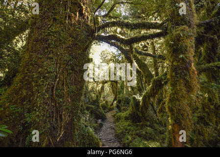 El Bosque Encantado, enchantés ou ensorcelés, forêt forêt tropicale avec de la mousse et lichen, Carratera Austral, Queulat Banque D'Images