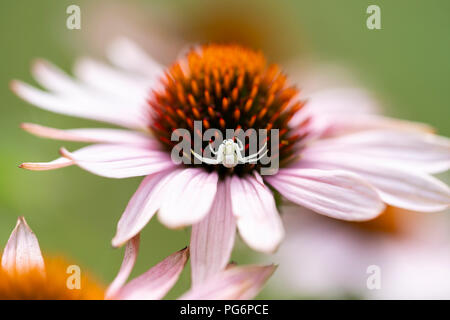 Une araignée crabe blanc (Mecaphesa spp.) à l'affût, sur un l'échinacée (Echinacea purpurea) afin de capturer une proie sans méfiance Banque D'Images