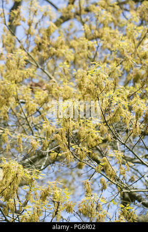 Quercus coccinea 'Splendens' des fleurs au printemps. Banque D'Images