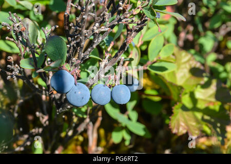 Les bleuets mûrs. Les petits fruits mûrir dans la toundra de Yamal. Banque D'Images