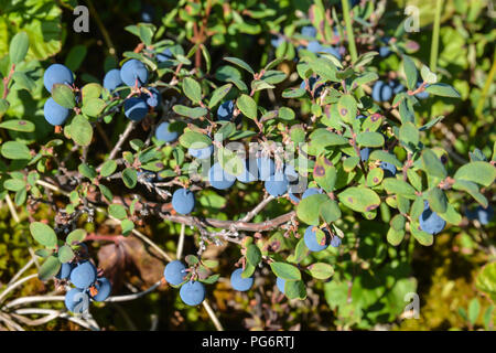 Les bleuets mûrs. Les petits fruits mûrir dans la toundra de Yamal. Banque D'Images