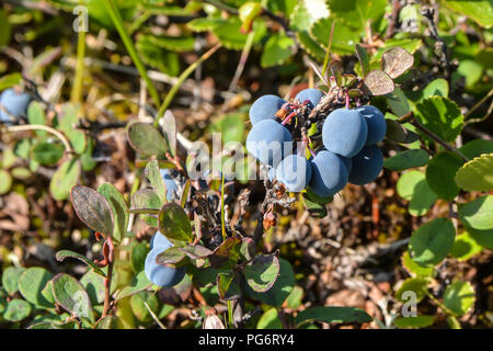 Les bleuets mûrs. Les petits fruits mûrir dans la toundra de Yamal. Banque D'Images