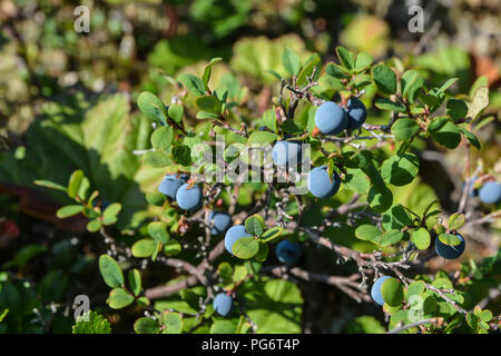 Les bleuets mûrs. Les petits fruits mûrir dans la toundra de Yamal. Banque D'Images